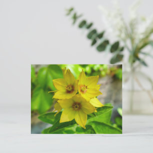 Lysimachia punctata postcard