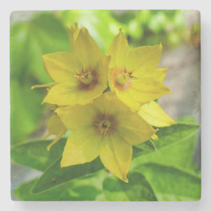 Lysimachia punctata stone coaster