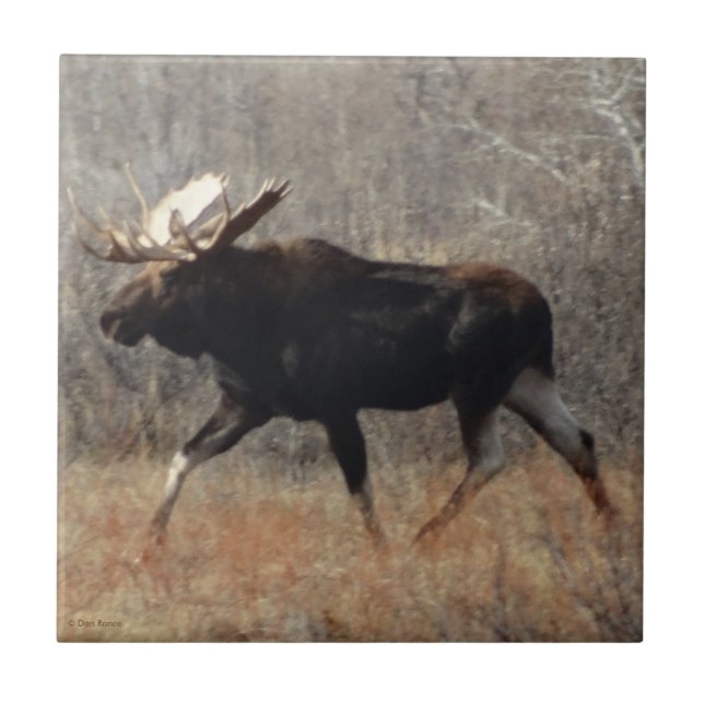 M10 Bull Moose Tile (Front)