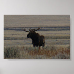 M1 Bull Moose Big Bull Poster