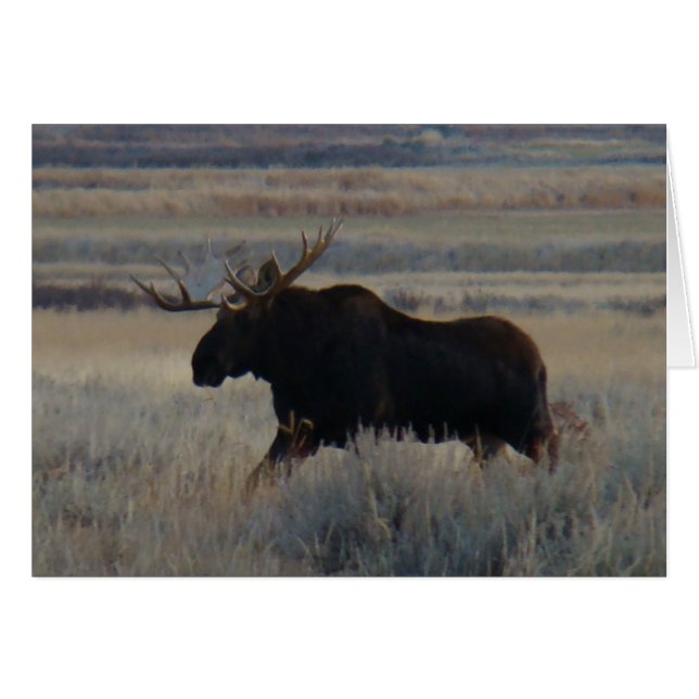 M2 Bull Moose (Front Horizontal)