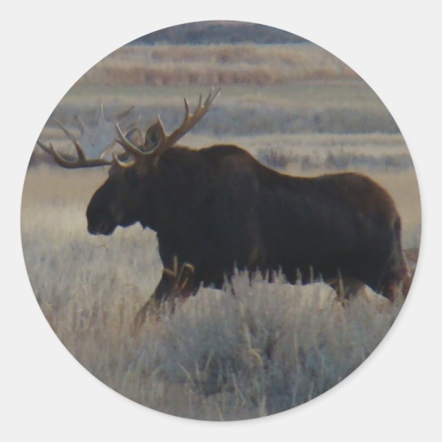 M2 Bull Moose Big Bull Classic Round Sticker (Front)
