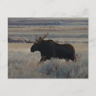 M2 Bull Moose Big Bull Postcard