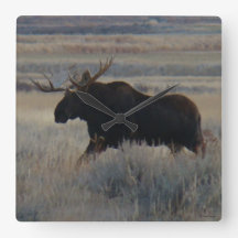 M2 Bull Moose