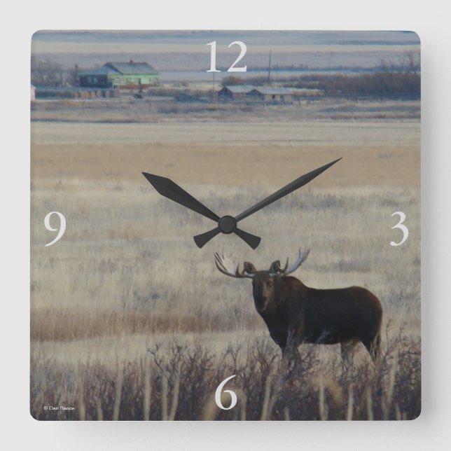 M3 Bull Moose on Farmland Square Wall Clock (Front)