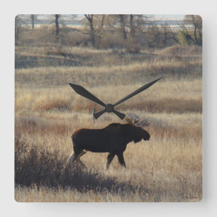 M5 Bull Moose in the Sand Hills Square Wall Clock