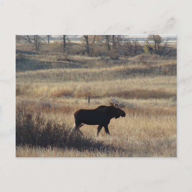 M5 Bull Moose Postcard (Front)