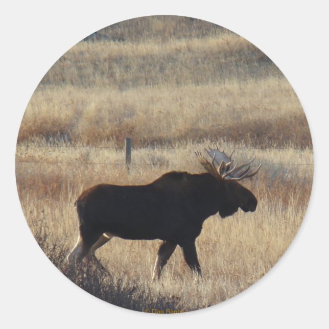 M5 Bull Moose sticker (Front)