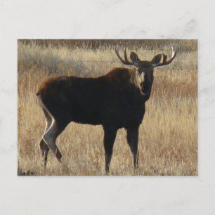 M7 Young Bull Moose Postcard