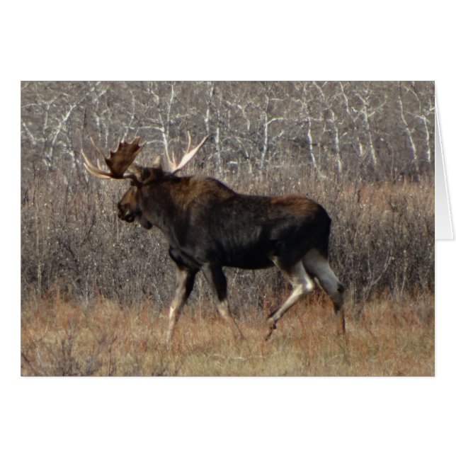 M8 Bull Moose (Front Horizontal)