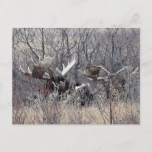 M9 Bull Moose Laying Postcard