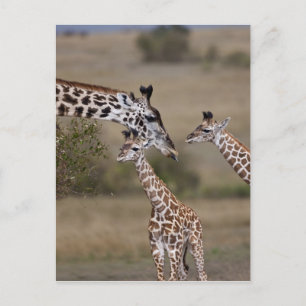 Maasai Giraffe (Giraffe Tippelskirchi) as seen Postcard