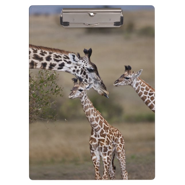 Maasai Giraffe (Giraffe Tippelskirchi) Clipboard (Front)