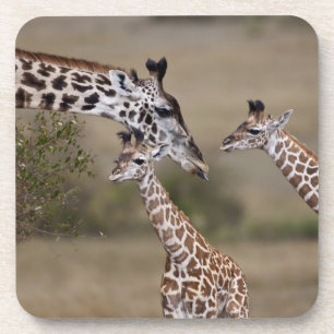 Maasai Giraffe (Giraffe Tippelskirchi) Coaster