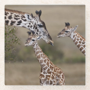 Maasai Giraffe (Giraffe Tippelskirchi) Glass Coaster