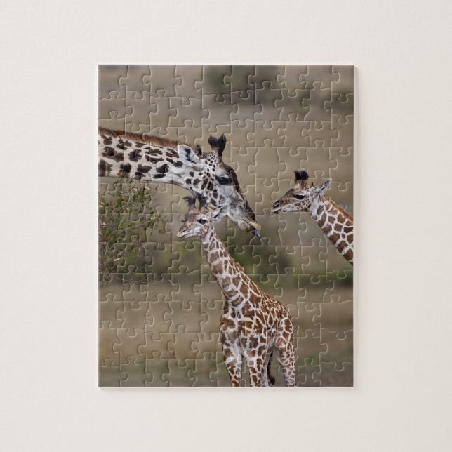 Maasai Giraffe (Giraffe Tippelskirchi) Jigsaw Puzzle (Vertical)