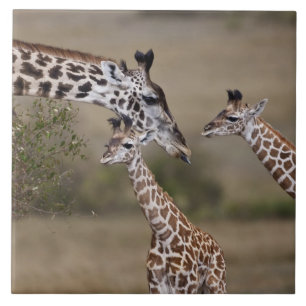 Maasai Giraffe (Giraffe Tippelskirchi) Tile