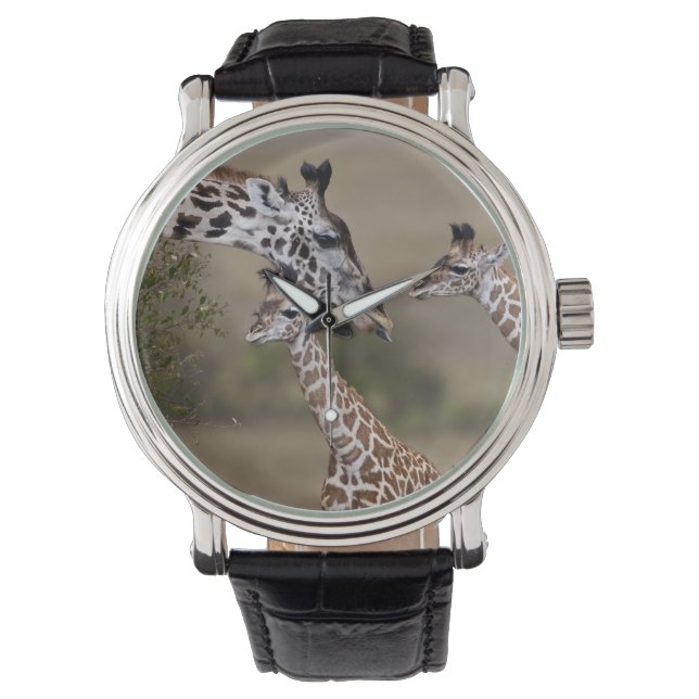 Maasai Giraffe (Giraffe Tippelskirchi) Watch (Front)