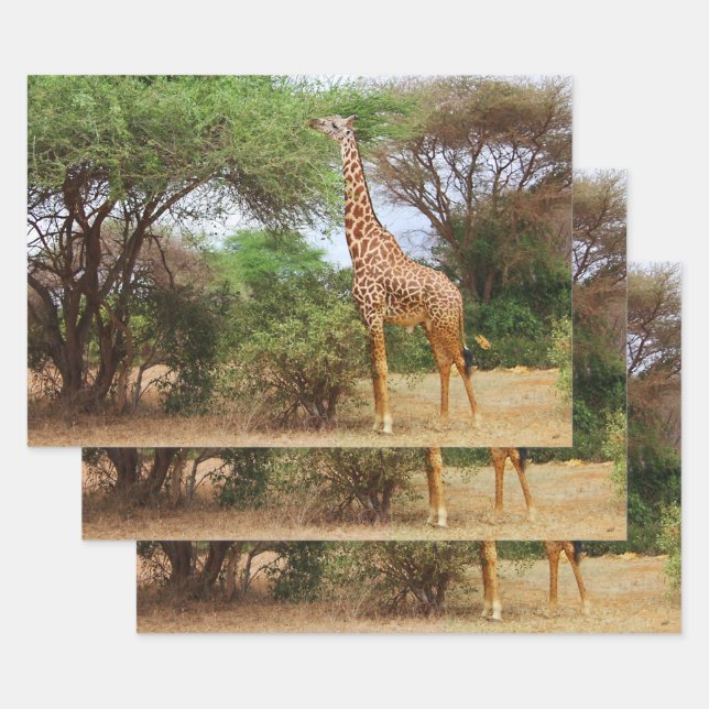 Maasai Giraffe Wrapping Paper Sheet (Set)