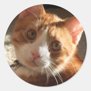 Mac Cat Photo Stickers