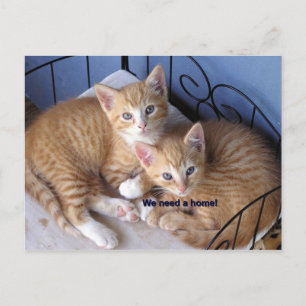 mac-n-chesse postcard