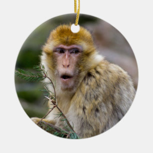 Macaca sylvanus ceramic tree decoration