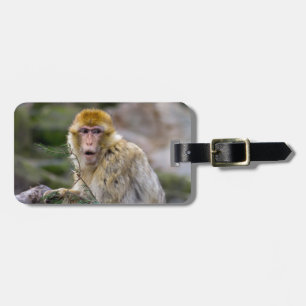 Macaca sylvanus luggage tag