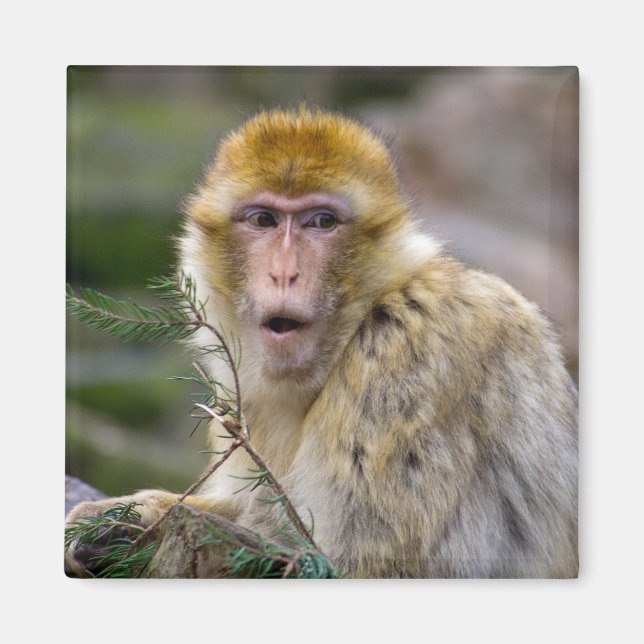 Macaca sylvanus magnet (Front)