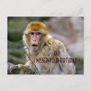 Macaca sylvanus postcard