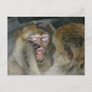Macaca sylvanus postcard