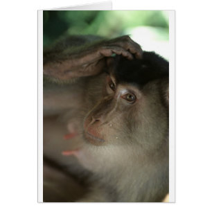 Macaque Monkey Borneo