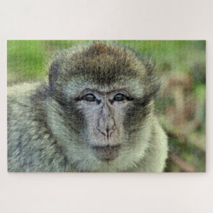 macaque monkey puzzle 