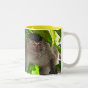 Macaque Monkeys mug