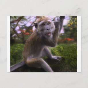 Macaque Postcard