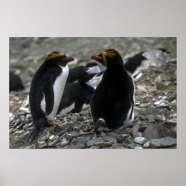 Macaroni Penguin - Pair At Nest Poster (Front)