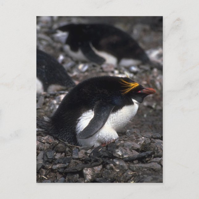 Macaroni Penguin Sitting On Egg Postcard (Front)