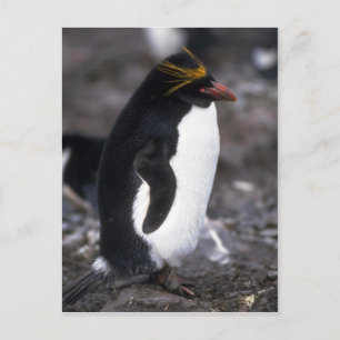 Macaroni Penguin Standing Erect Postcard