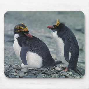 Macaroni penguins mouse pad