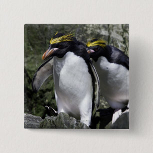 Macaroni Penguins, South Georgia 15 Cm Square Badge