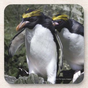 Macaroni Penguins, South Georgia Coaster