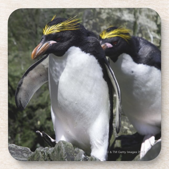 Macaroni Penguins, South Georgia Coaster (Front)
