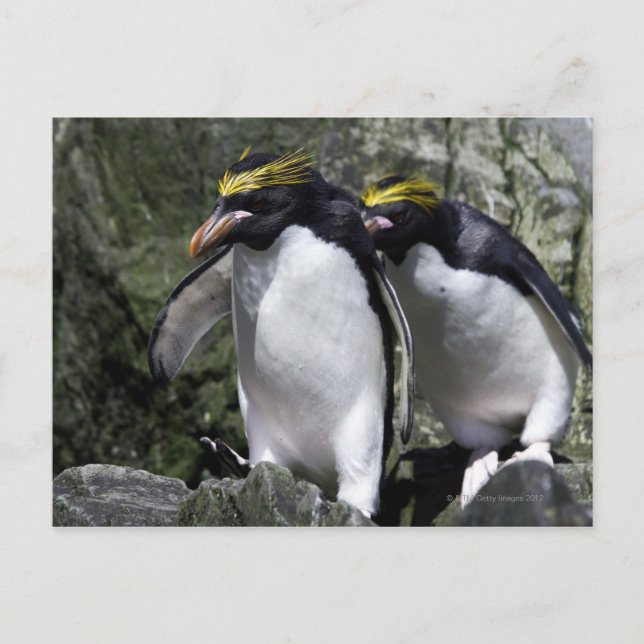 Macaroni Penguins, South Georgia Postcard (Front)