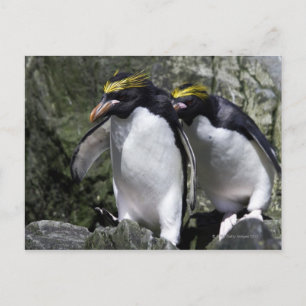 Macaroni Penguins, South Georgia Postcard