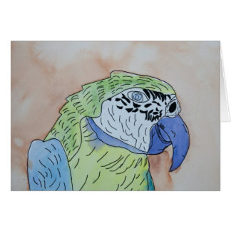 Macaw