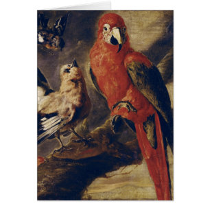 Macaw and Bullfinch