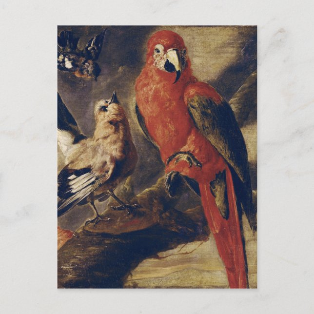 Macaw and Bullfinch Postcard (Front)
