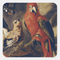 Macaw and Bullfinch