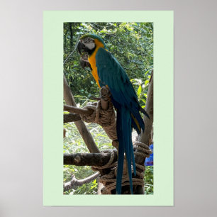 Macaw Bird Photo Poster