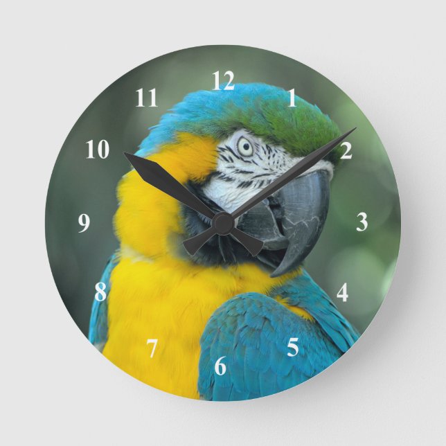Macaw Blue and Yellow Photo Round Clock (Front)