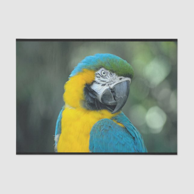 Macaw Blue and Yellow Photo Tissue Paper (Front)